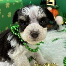 Lilly - Parti female Miniature Schnauzer puppy in Sylvania, Georgia from Southern Sky Miniature Schnauzers