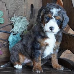 Boy 2 - Blue merle male Aussiedoodle puppy in Lawton, Oklahoma from Lindsey’s Aussies
