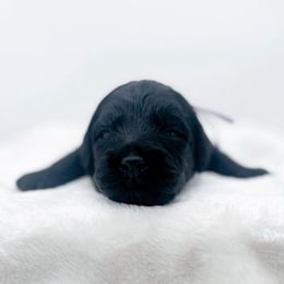 Anne Wilson - Black female Goldendoodle puppy in North Carolina from Tuxedo Mountain Doodles