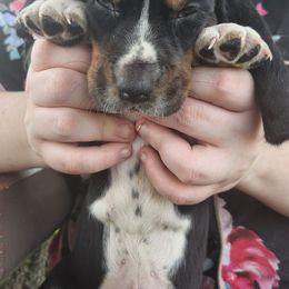 Blue - Black brown and white male Basset Hound puppy in Ontario Heights, Oregon from Thunder Ridge Bassets