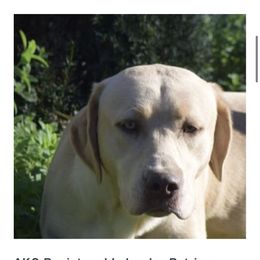 Maverick - Labrador Retriever