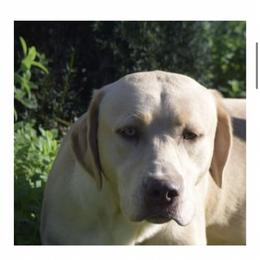 Maverick - Labrador Retriever