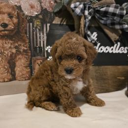 Bernedoodle, Goldendoodle, and Poodle Puppies from 4goldendoodles
