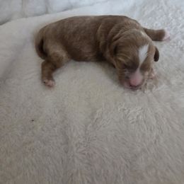 Caramel - Red female Cavapoo puppy in Kingsville, Missouri from Echo Valley Cavapoos