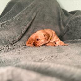 Break - Yellow collar - Dark golden male Golden Retriever puppy in Eustis, Florida from Earley Goldens