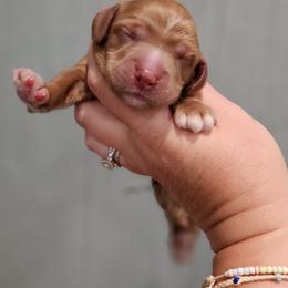 Green Collar Male - Red male Cockapoo puppy in Mocksville, North Carolina from Hunting Creek Farms