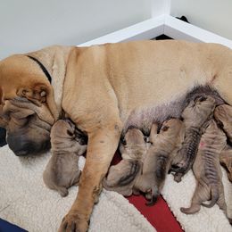 Thistle - Chinese Shar-Pei