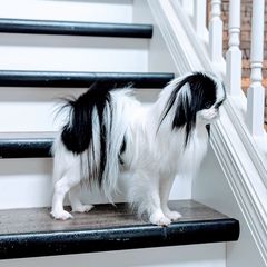 Rudy - Japanese Chin