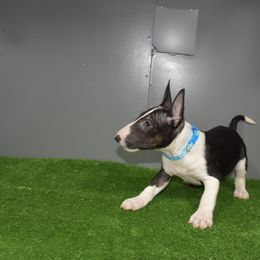 Blue Collar Male - Black brindle and white male Miniature Bull Terrier puppy in Fontana, California from JLB Beagles & MBT