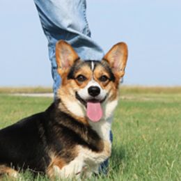 Alina - Pembroke Welsh Corgi