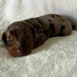 Bennett - Dapple male Dachshund puppy in Glen Saint Mary, Florida from 🍯 Honey Pot Dachshunds 🐾