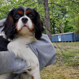 Cavalier King Charles Spaniel Puppies from Liberty Acres Kennels
