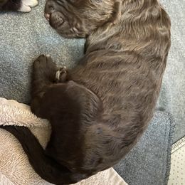 Bernedoodle Puppies from TJ SA Bernedoodles