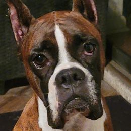 Elektra - Boxer