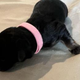 Girl 4-pink - Black and tan female German Shepherd puppy in Sharon Grove, Kentucky from Julie’s Shepherds