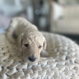 Gizmo - Cream male Goldendoodle puppy in Fairhope, Alabama from Farihope Family