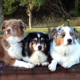 Australian Shepherds from Diamond Hill Australian Shepherds