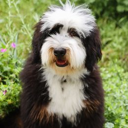 Oquirrh - Bernedoodle