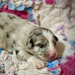 Merle female - Blue merle female Miniature Australian Shepherd puppy in Lemon Cove, California from Magic Ranch Mini Aussies
