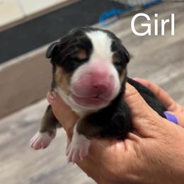Girl 3 - Black, white and red female Greater Swiss Mountain Dog puppy in Knoxville, Maryland from Dahlgren Swissys