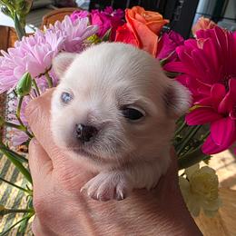 Girl1 - White female Chihuahua puppy in Alaska from Snowy Mountains Chihuahua
