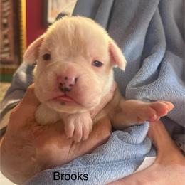 Brooks - White male Boxer puppy in Elyria, Ohio from Just-A-Wyn Boxers