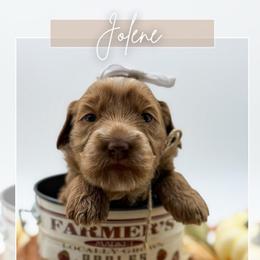 Purple collar girl - Red  female Goldendoodle puppy in Newcastle, Oklahoma from Ritzy Creek Doodles