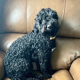 Ramona - Bernedoodle