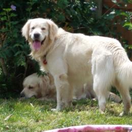 mac - Golden Retriever