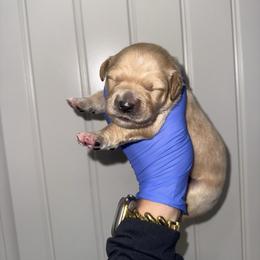 Girl 2 - Cream female Goldendoodle puppy in Fayetteville, Arkansas from Silver Hill Farm