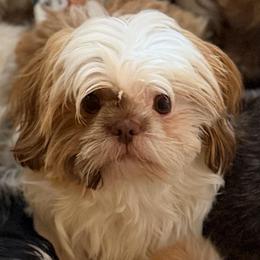 Buster - Sable and white male Shih Tzu puppy in Victorville, California from RUMBLE n TUMBLE