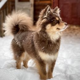 Nymeria - Pomsky