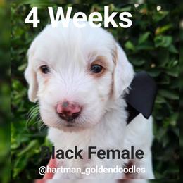 Black - Parti female Goldendoodle puppy in Upland, California from Hartman Goldendoodles