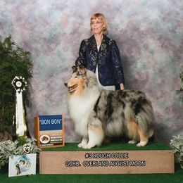 Collies from Marcy Fine's Collies