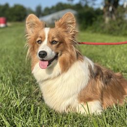 Ruby - Pembroke Welsh Corgi