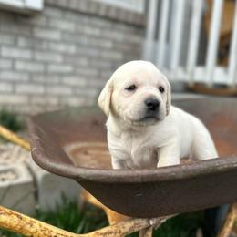 White Collar - Yellow female Labrador Retriever puppy in Nampa, Idaho from Gem State English Labrador Retrievers