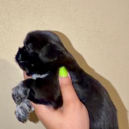 London - Black gold and white male Shih Tzu puppy in Monrovia, California from Sunrise Shihtzu Blossom