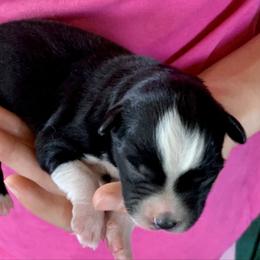 Boy 2 - Black tri male Miniature Australian Shepherd puppy in Douglas, Arizona from Starry-Eyed Mini Aussies with Tails