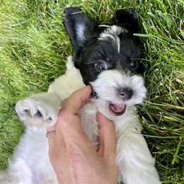 Cavapoo and Havapoo Puppies from Meadowlark Doodles