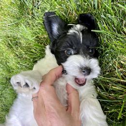Cavapoo and Havapoo Puppies from Meadowlark Doodles