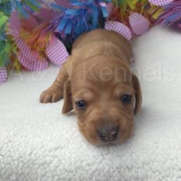 Girl 1 - Red Dapple (hidden) - Dapple female Dachshund puppy in Brandon, Mississippi from A & N Kennels