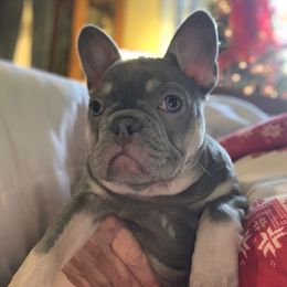 Nikki - Tricolors French Bulldog puppy in Stevensville, Montana from Last Best Frenchies