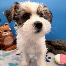 Ken - Parti male Yorkshire Terrier puppy in Georgia & Florida, Georgia from Fiesta Pups