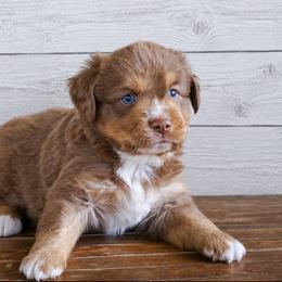 Huey - Red tri male Miniature Australian Shepherd puppy in Enoch, Utah from Twisted H Aussies