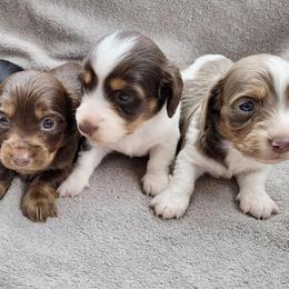 Dachshunds from State Eight Dachshunds