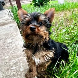 Leo (boy 2) - Black and tan male Yorkshire Terrier puppy in San Antonio, Texas from CISCOK9