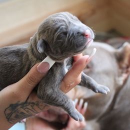 American Bully puppies from Blackhawkkennelz