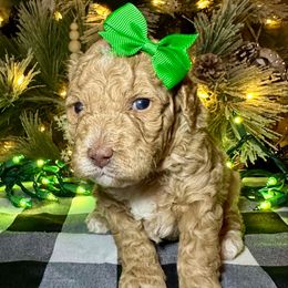 Blossom - Apricot female Aussiedoodle puppy in Pasadena, Texas from Toledo Creek Doodles
