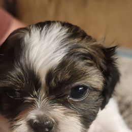 Toby - Gold and white male Shih Tzu puppy in Lake Worth, Florida from Shih Tzu Cottage