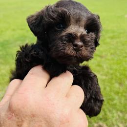 Liver Boy - Liver male Miniature Schnauzer puppy in Malvern, Arkansas from Deep South Miniature Schnauzers